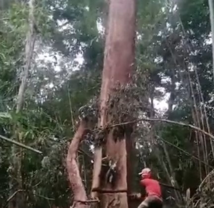 Thót tim khoảnh khắc cưa cây trong rừng khiến người đàn ông suýt mất mạng 